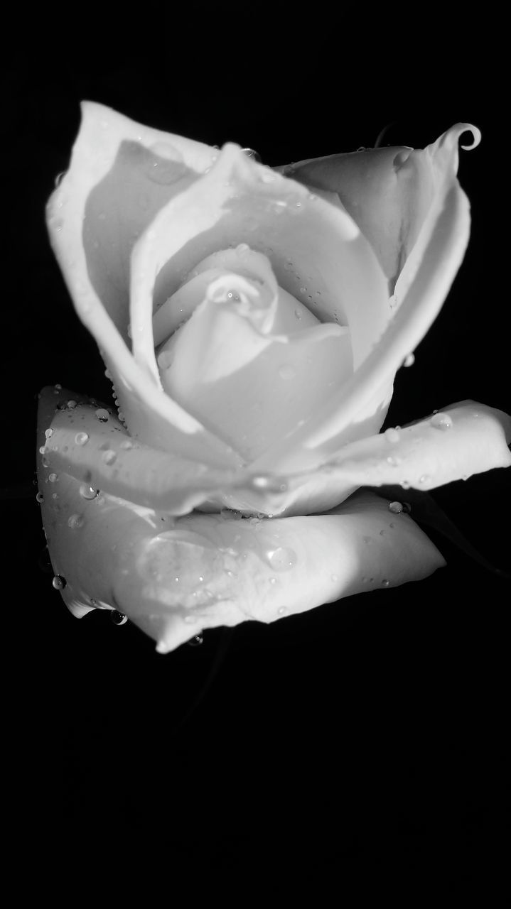 CLOSE-UP OF ROSE WITH WATER DROPS