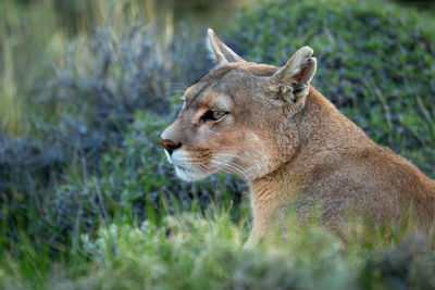 Close-up of lioness