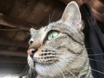 Close-up of a cat looking away