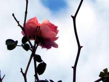 Low angle view of pink flowering plant