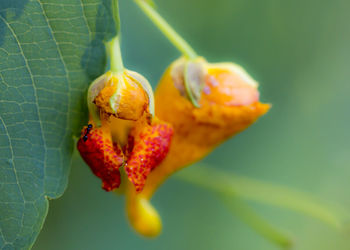 Close-up of red flower