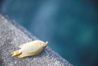 Close-up of fish swimming in sea