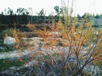 View of trees on landscape