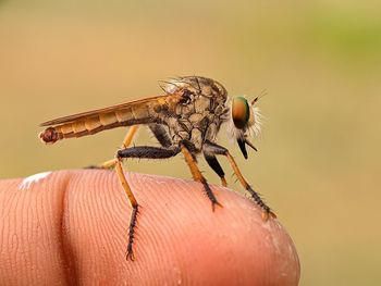 Close-up of insect on hand