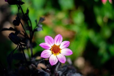 Close-up of pink flower