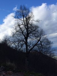 Low angle view of bare trees against sky