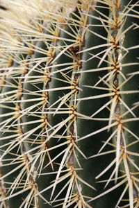 Close-up of cactus