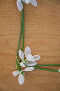 Close-up of white flower on table