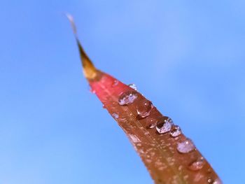 Close-up of wet plant against blue sky