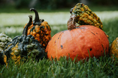 Close-up of pumpkins on field