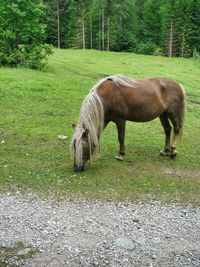 Horse grazing in a field