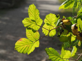Close-up of leaves on plant