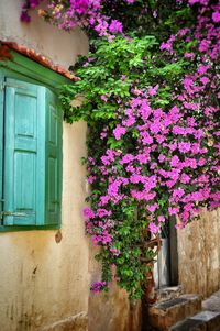 Purple flowers growing on tree