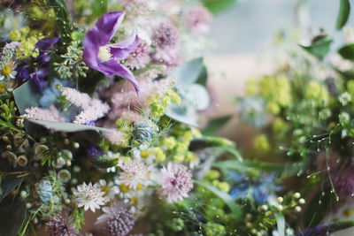 Close-up of purple flowering plant