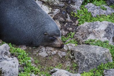 Close-up of turtle on rock