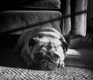 Portrait of pug lying on carpet at home