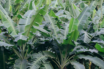 Full frame shot of plants growing on field