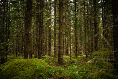 Trees in forest