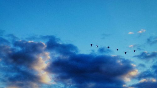 Low angle view of bird flying in sky