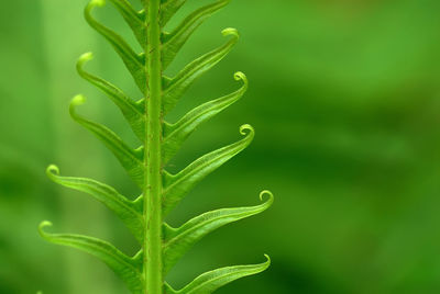 Exotic green tropical ferns with shallow depth of field