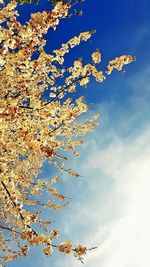 Low angle view of flowers blooming on tree
