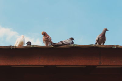 Low angle view of birds perching against blue sky