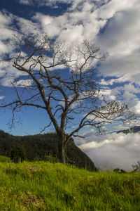Tree on field against sky