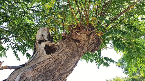 Low angle view of tree against sky