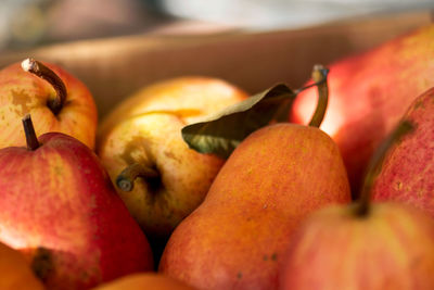 A harvest of warm, red and yellow, pears in early fall.