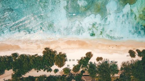 Aerial view of trees at beach by sea