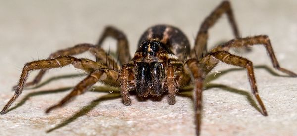 Close-up of spider