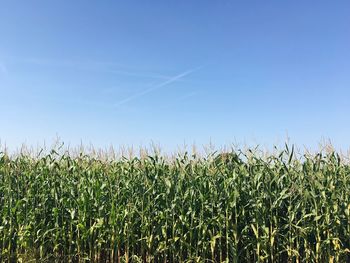 Scenic view of field against clear sky