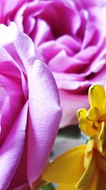 Close-up of pink flower