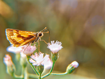 Close-up of butterfly pollinating on flower