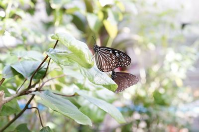 Butterfly on plant