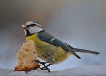 Close-up of bird perching on snow