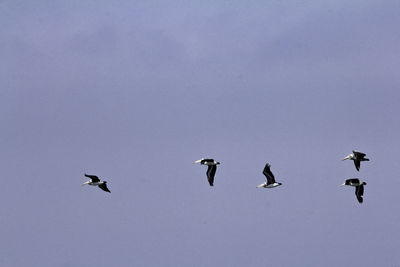 Low angle view of birds flying against clear sky