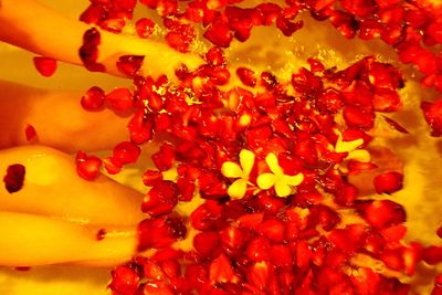 Full frame shot of red flowers