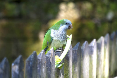 Close-up of parrot perching on wooden fence