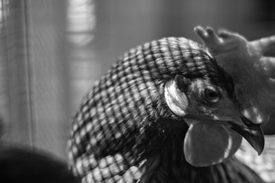 Close-up of a bird