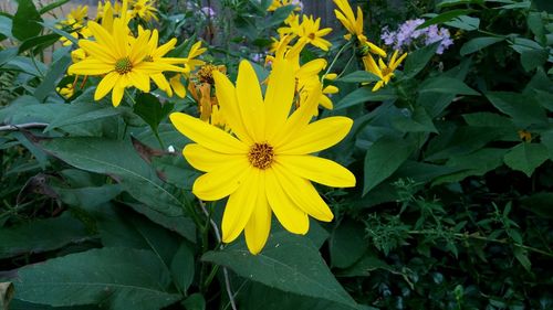 Close-up of yellow flower