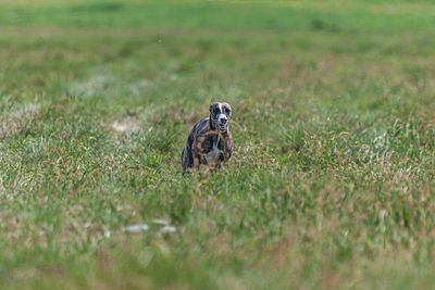 Whippet sprinter dog running and chasing on the field