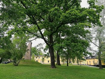 Trees in park against sky