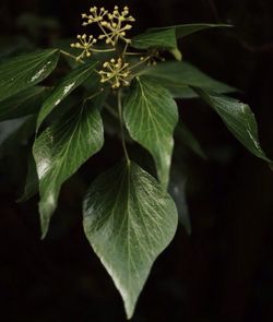 Close-up of leaves