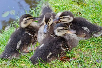 High angle view of ducklings on grass