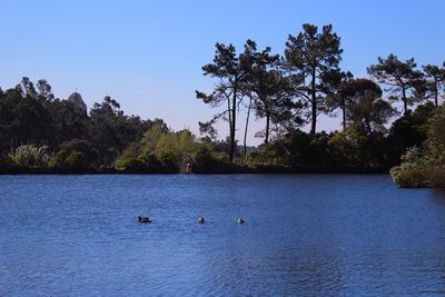 Swan floating on lake against sky