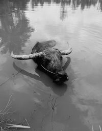 High angle view of a duck in a lake