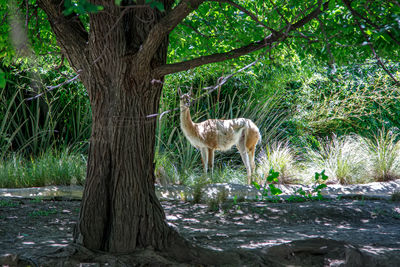 tree