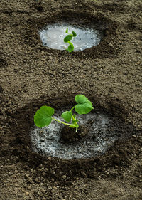 High angle view of small plant growing in mud