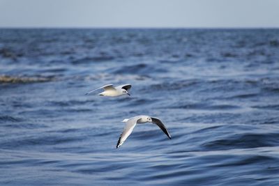 Seagull flying over sea against sky